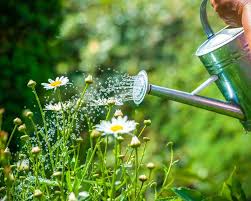 What is the best time to water?