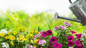 Do You Know When to Water Your Plants?